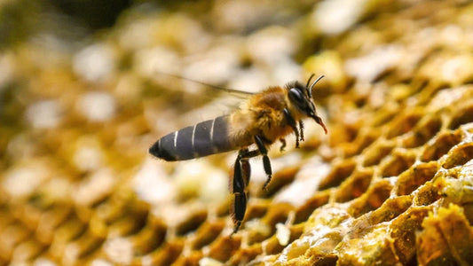 honey-bee-pollination
