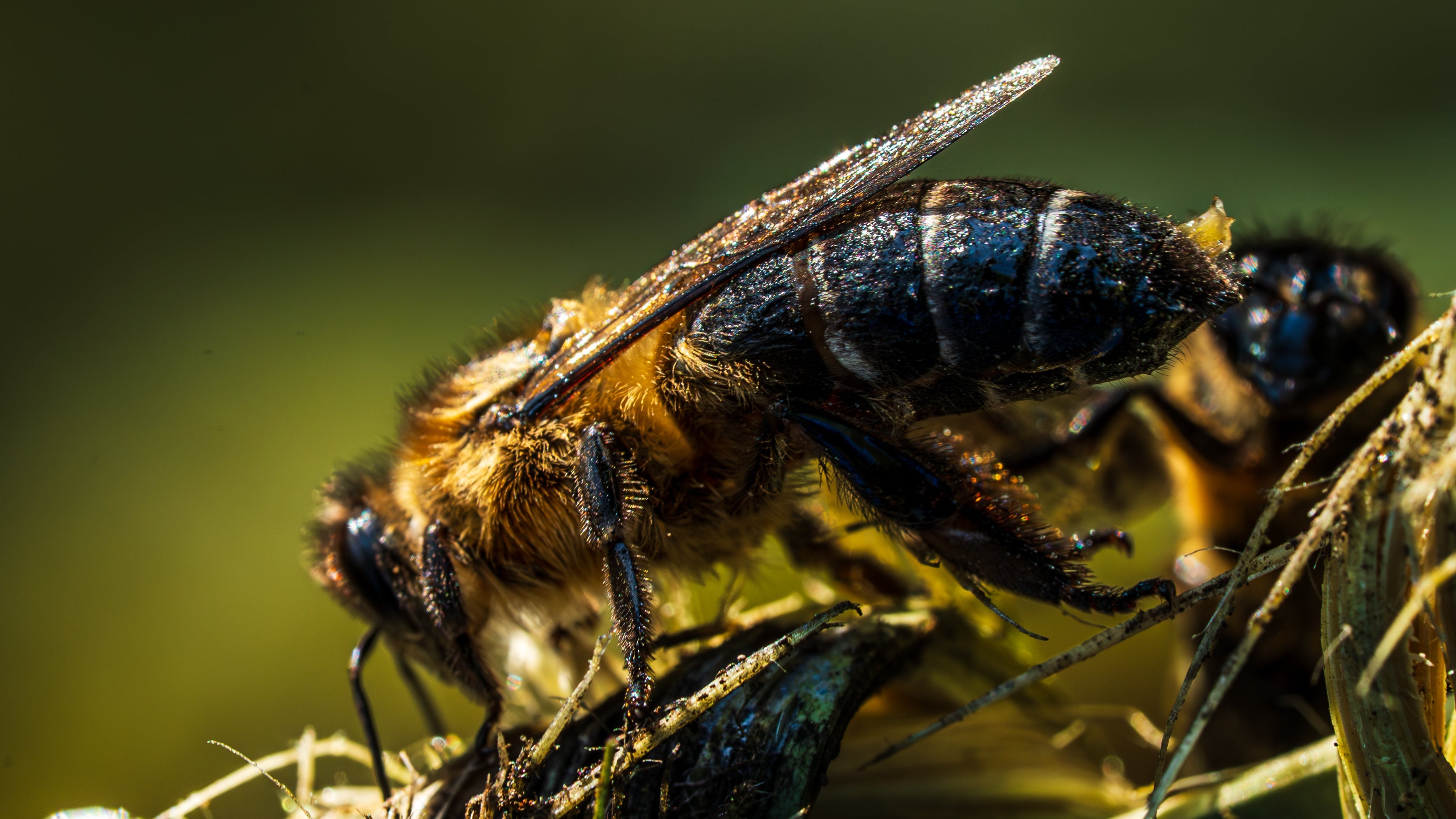 honey-bee-pollination