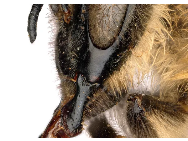 Bee hair