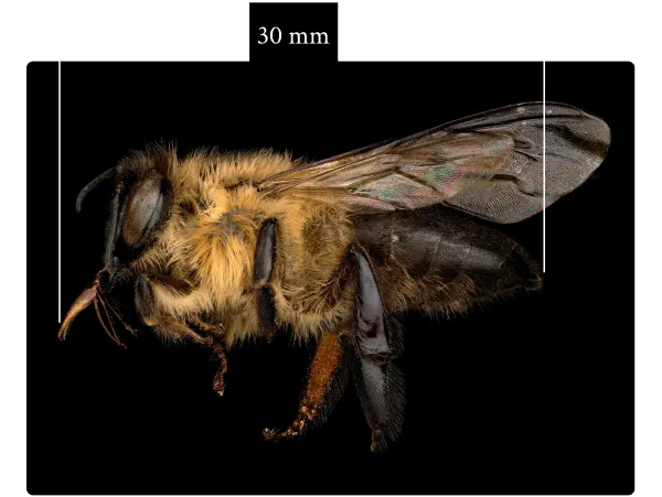Bee size