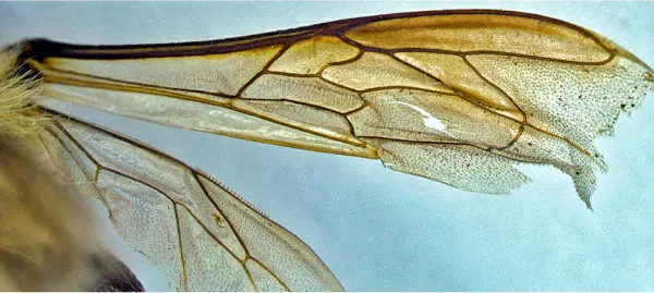 Wings of a bee.