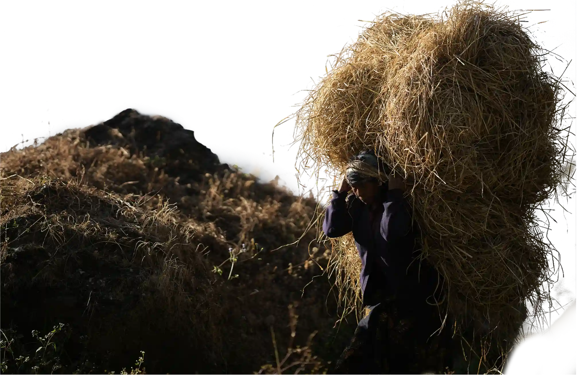 Person carrying paral