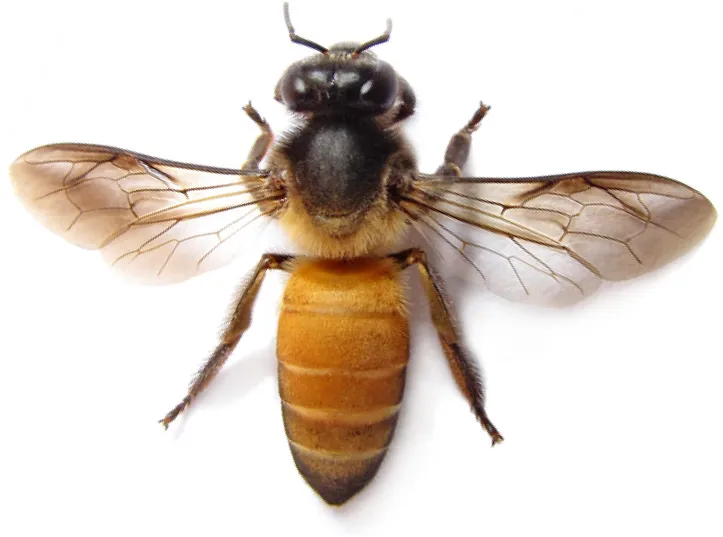 Honey bee