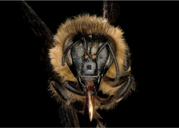 Honey bee