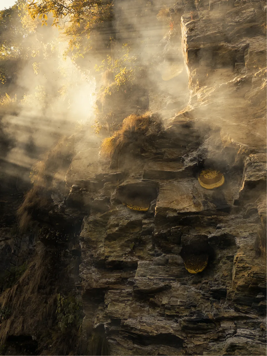 himalayan honey suppliers