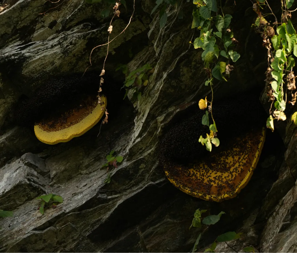Hive of mad honey