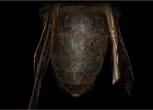 Honey bee hip