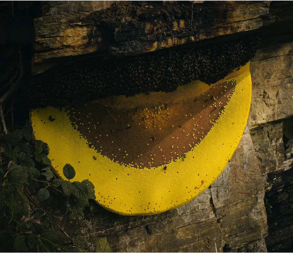 What Is Unique About Mad Honey?