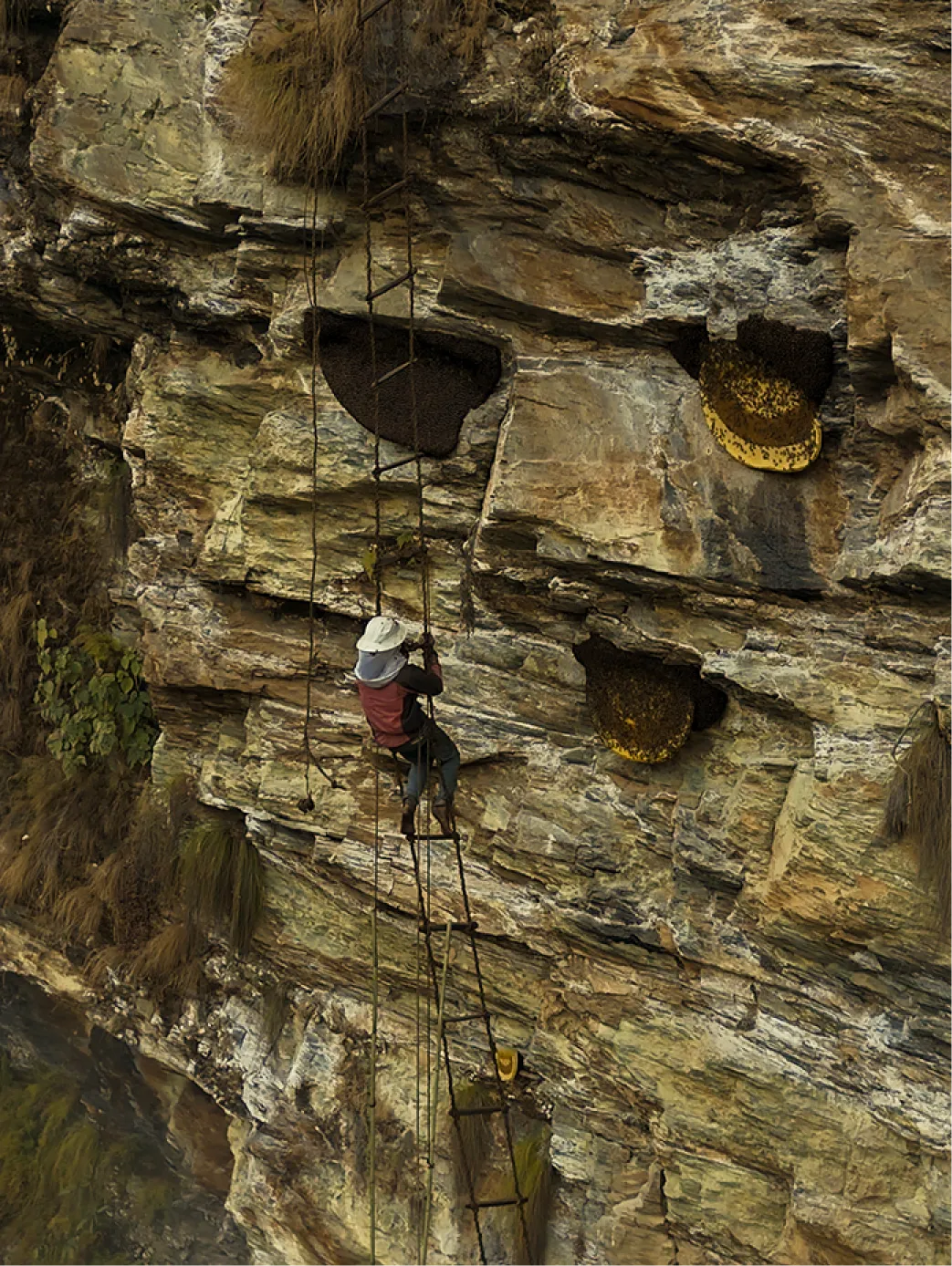 mad honey buy online