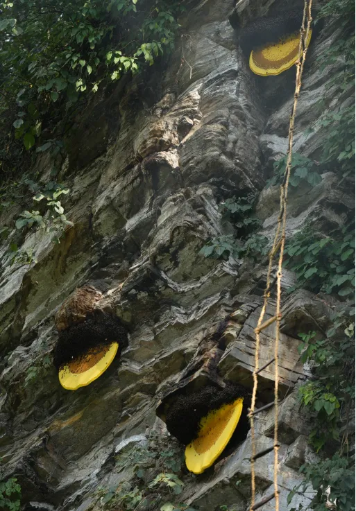 Mad honey hives