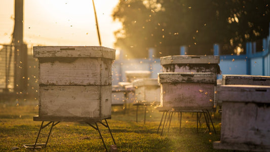 types of honey