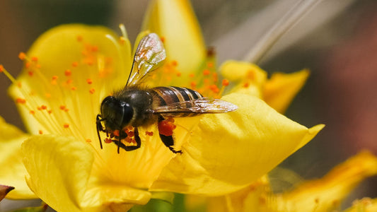 do all bees make honey