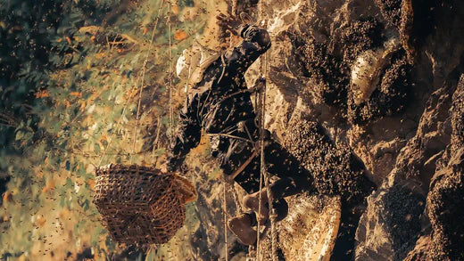 a person collecting mad honey from the cliffs