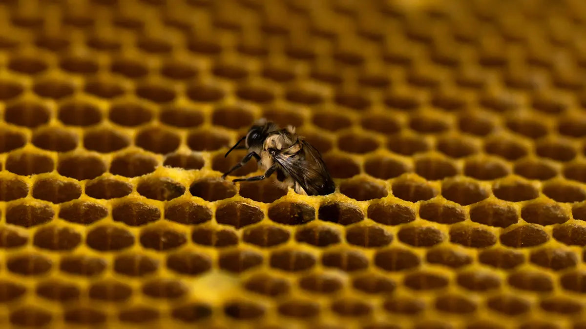 how-is-honey-made-by-bees