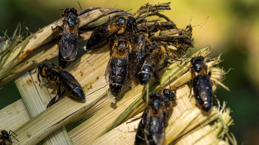 wild bees