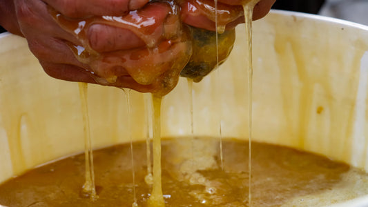 Fresh raw wildflower honey dripping from honeycomb during traditional harvest