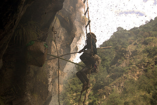 A person collecting honey using traditional tools