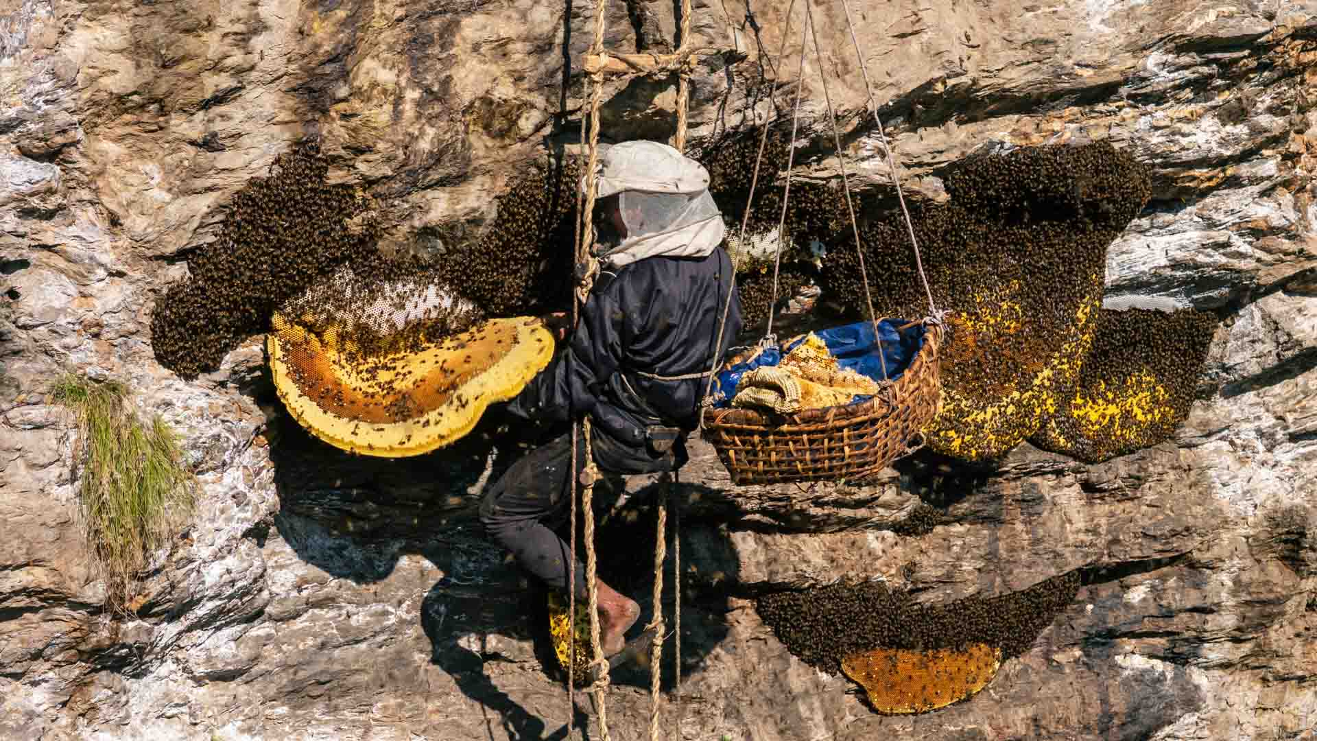 Join the Mad Honey Hunting Tour and Expedition in Nepal
