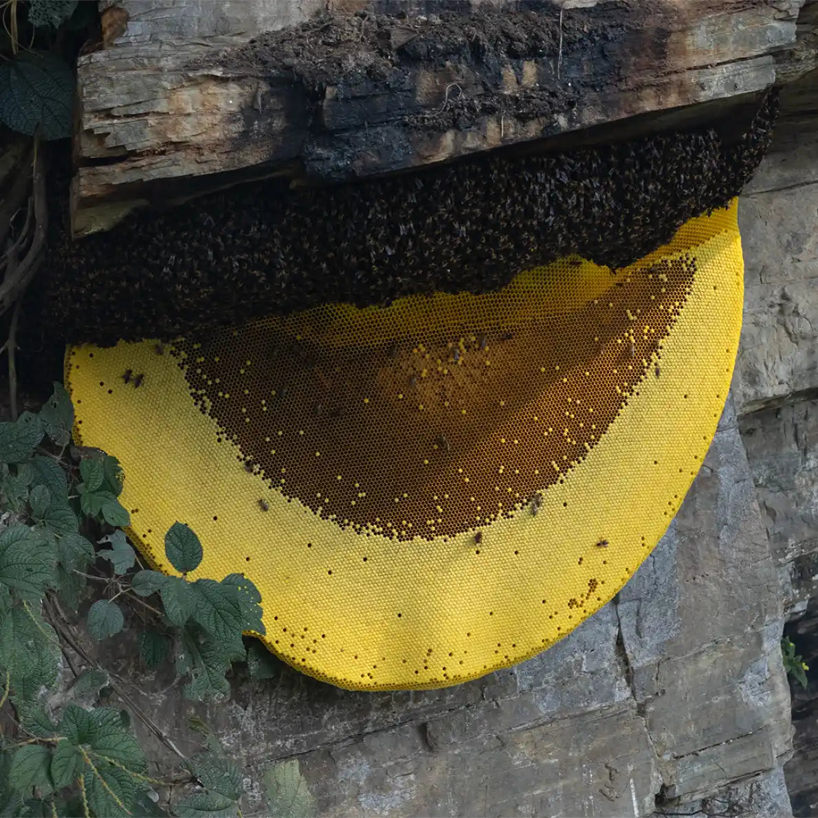 Big comb of mad honey in the cliff with the Himalayan wild bees in sight