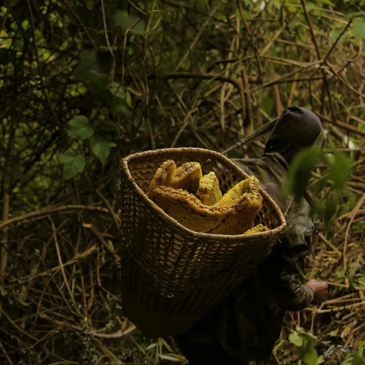 A man carrying combs of Mad Honey in traditional bamboo basket