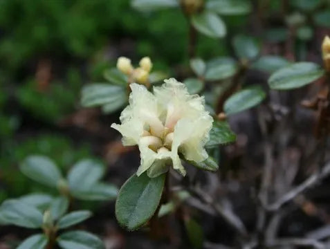 Rhododendron Arboreum