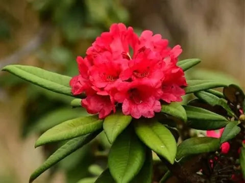 Rhododendron Arboreum