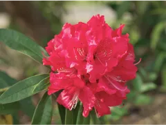 Rhododendron Arboreum