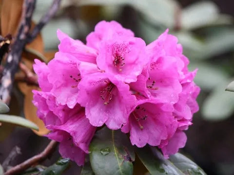 Rhododendron Arboreum