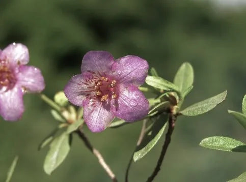 Rhododendron Arboreum