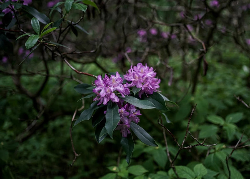 Purple Rhododendron for Mad Honey Nepal