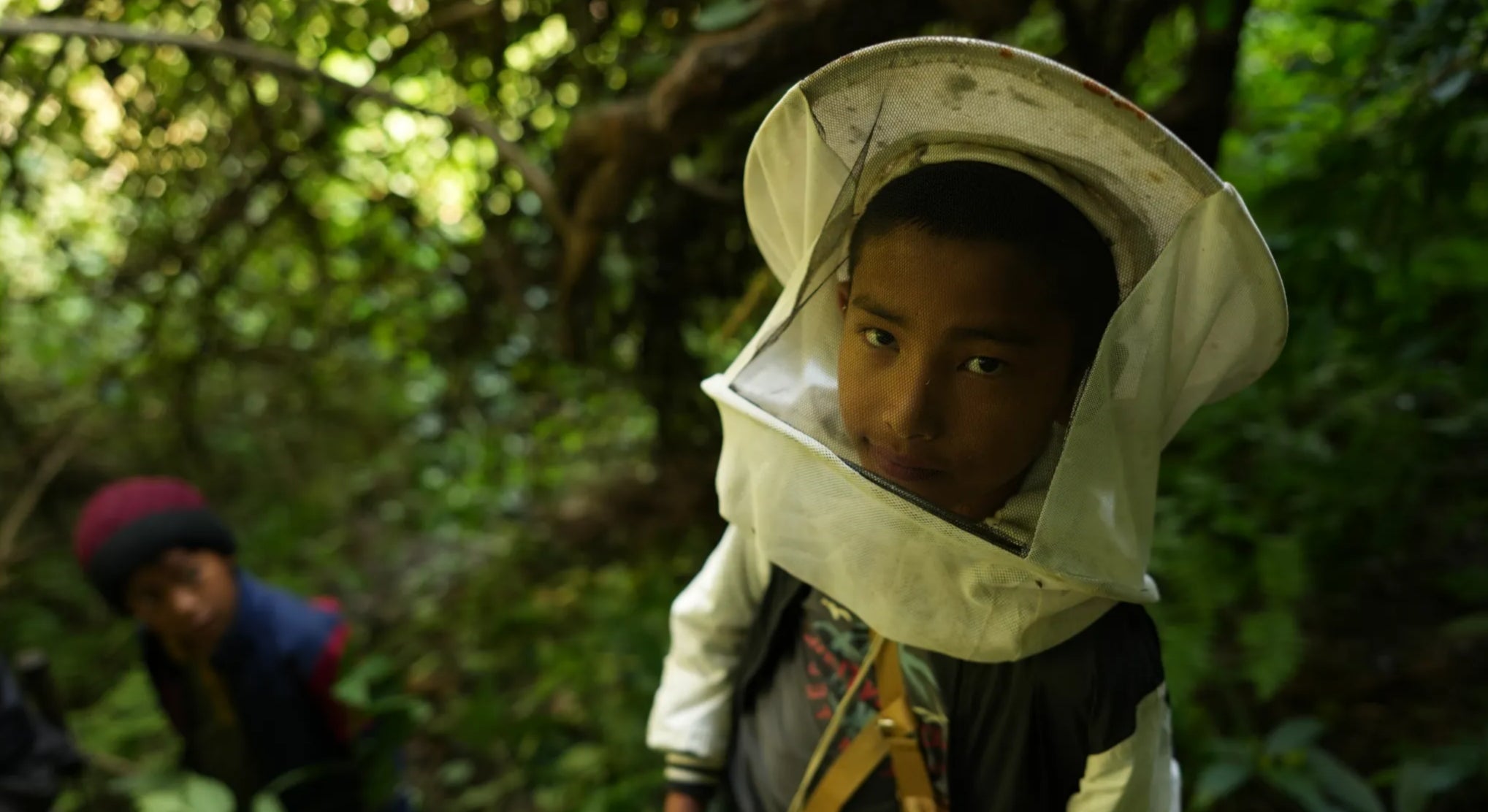 Young boy going for mad honey harvest