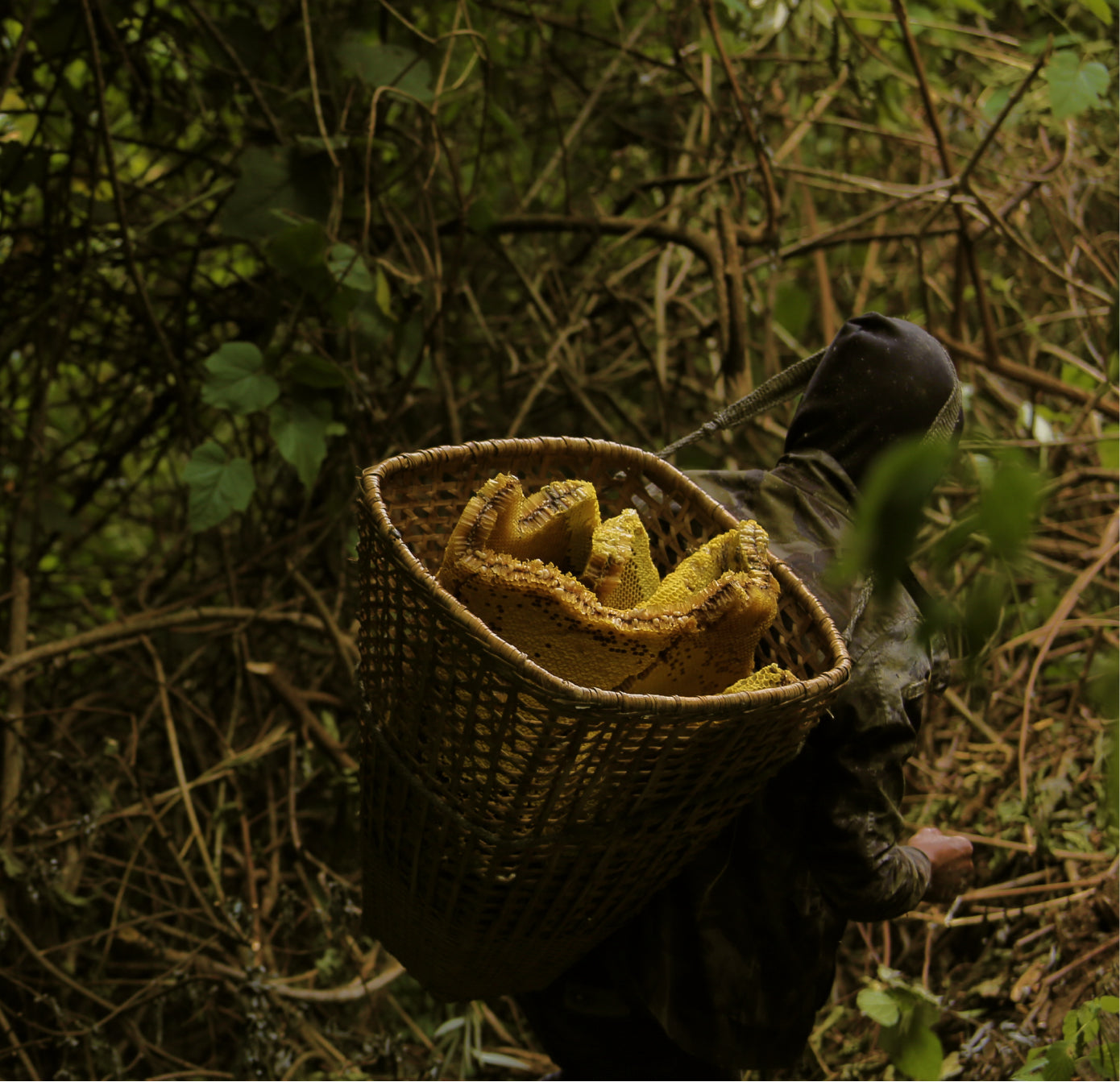 Person with basket full of mad honey