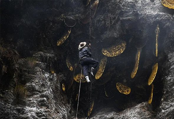 Охотник за медом охотится на безумного меда в скале