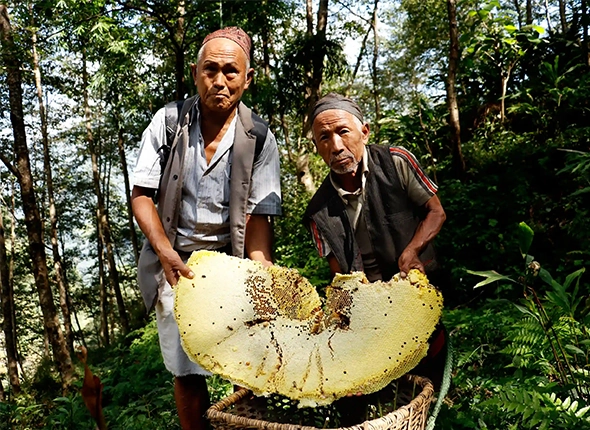 two senior honey hunters holding the hive of mad honey